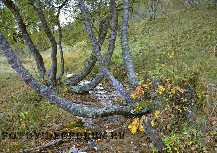 Эка жизнь прижала - покорежила..