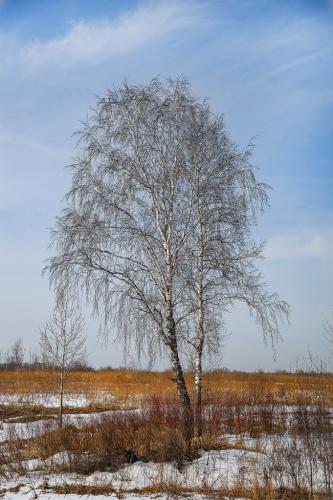 Приди скорей, красавица Весна 05