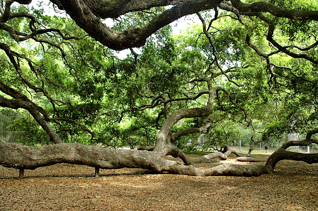 Деревья. Это ж надо! Какие они все разные!!! - 77446188_large_3453311_77094109_oak3