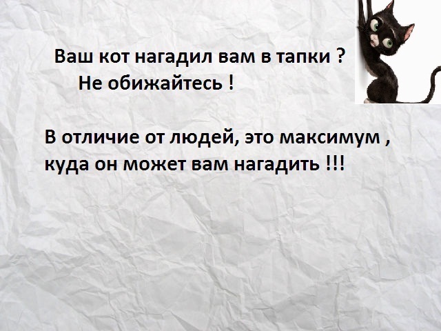 Кто раньше встал, того и обувь. Все про котов - 68271-8984