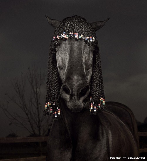 Лошади. Они такие красивые и гордые № 01 - 1246987347_julian-wolkenstein-photo-horse-animals_large