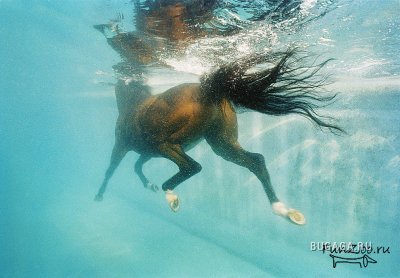 Лошади. Они такие красивые и гордые № 02 - 1237789947_1228766983_tim_flach031[1]