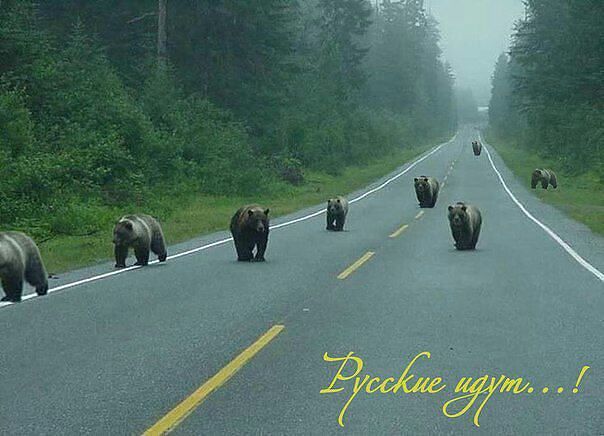 Медведи пришли в Приморский край. Миха, ты чаво? - image