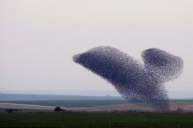 Мурмурация птиц (от англ. Murmuration) – «танец скворцов» - 57b3a4705032f[1]