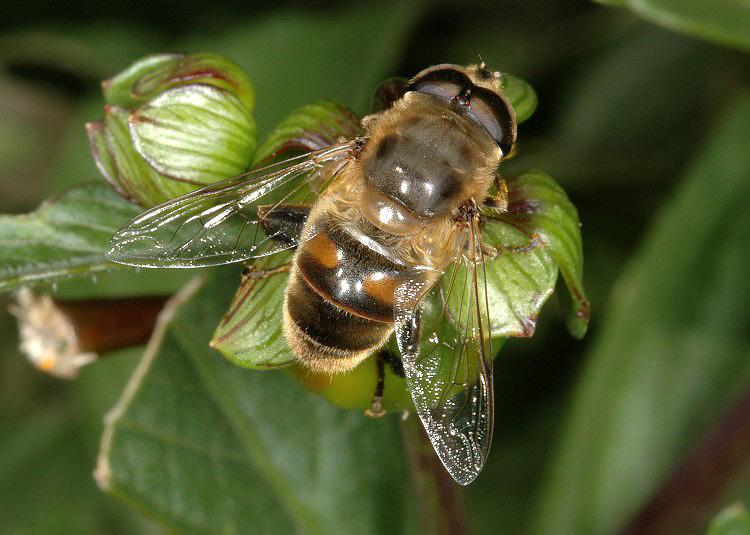 Не путайте мух и пчелок. Они такие разные... - Eristalis_tenax_big[1]