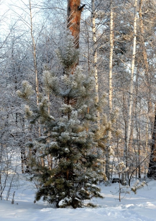 Вот и зима. Вот и зима. Это надолго? 2011 - 12 г.г. - 42455