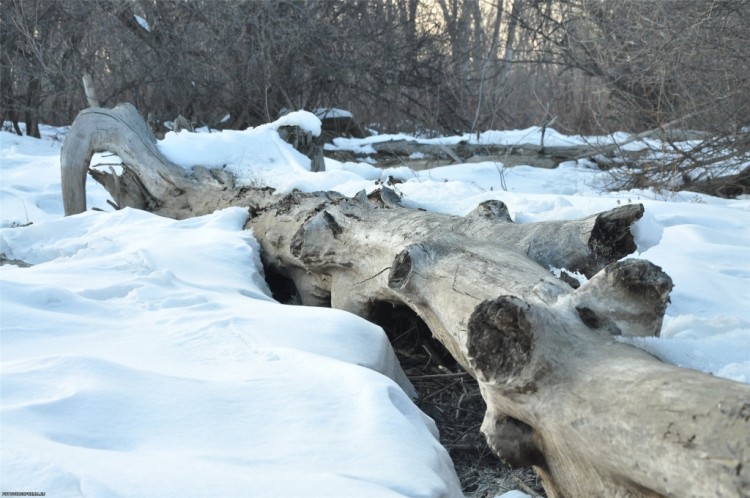 Вот и зима. Вот и зима. Это надолго? 2011 - 12 г.г. - 42740