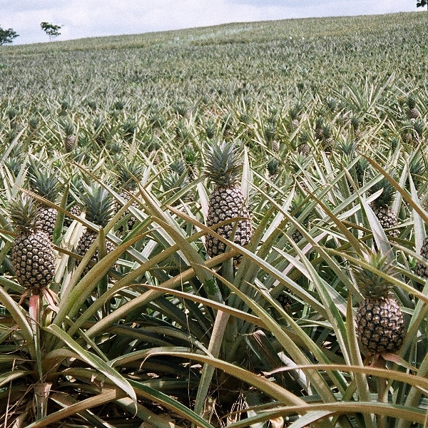 Всякое, разное. Фото не в тему. Про всё, что угодно и можно - Ghana_pineapple_field_thumb