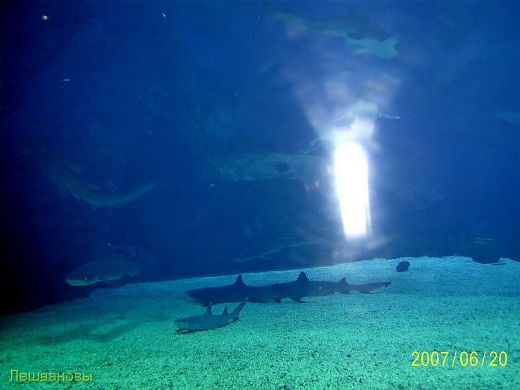 2007 год Китай Пекин Beijing Zoo Пекинский зоопарк - 16 2007.06.20 Океанариум 034.JPG