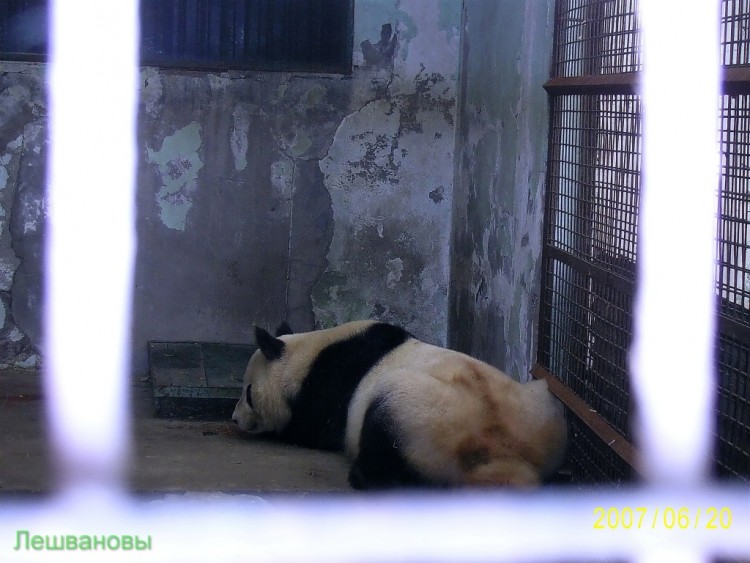 2007 год Китай Пекин Beijing Zoo Пекинский зоопарк - 2007.06.20 Зоопарк 011.JPG