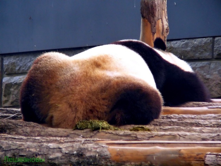 2007 год Китай Пекин Beijing Zoo Пекинский зоопарк - 2007.06.20 Зоопарк 012.JPG