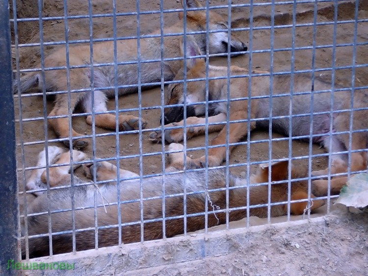 2007 год Китай Пекин Beijing Zoo Пекинский зоопарк - 2007.06.20 Зоопарк 037.JPG