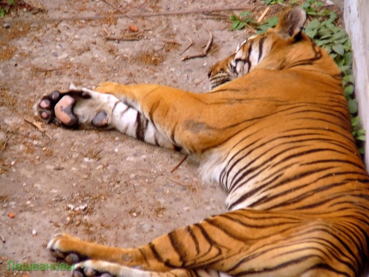 2007 год Китай Пекин Beijing Zoo Пекинский зоопарк - 2007.06.20 Зоопарк 042.JPG