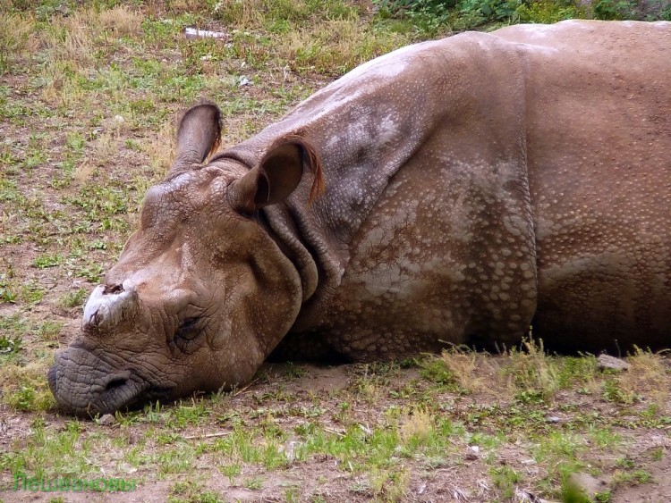 2007 год Китай Пекин Beijing Zoo Пекинский зоопарк - 2007.06.20 Зоопарк 051.JPG