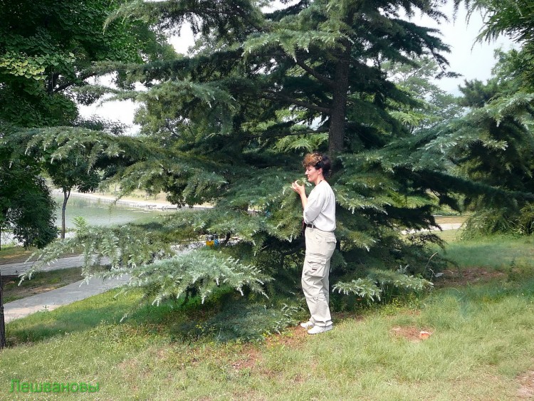 2007 год Китай Пекин Botanical Garden Ботанический сад - 18  2007.06.21 Ботанический сад 019.JPG