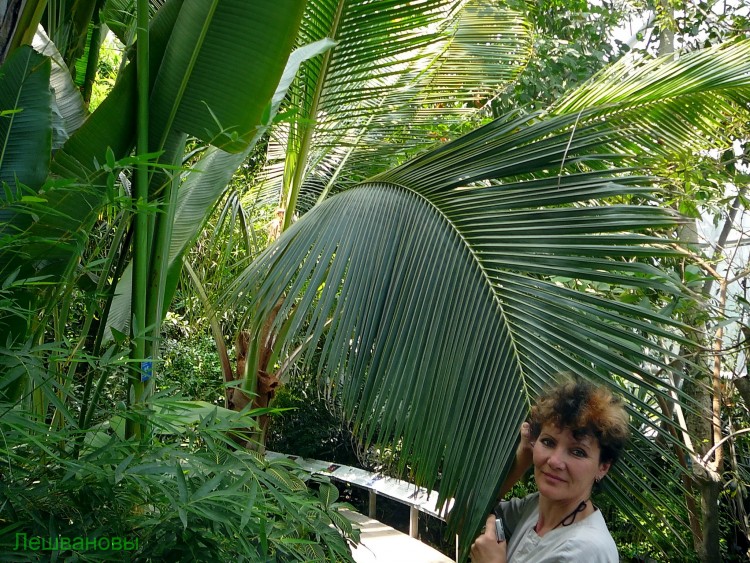 2007 год Китай Пекин Botanical Garden Ботанический сад - 18  2007.06.21 Ботанический сад 153.JPG