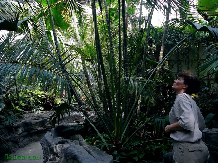 2007 год Китай Пекин Botanical Garden Ботанический сад - 18  2007.06.21 Ботанический сад 172.JPG