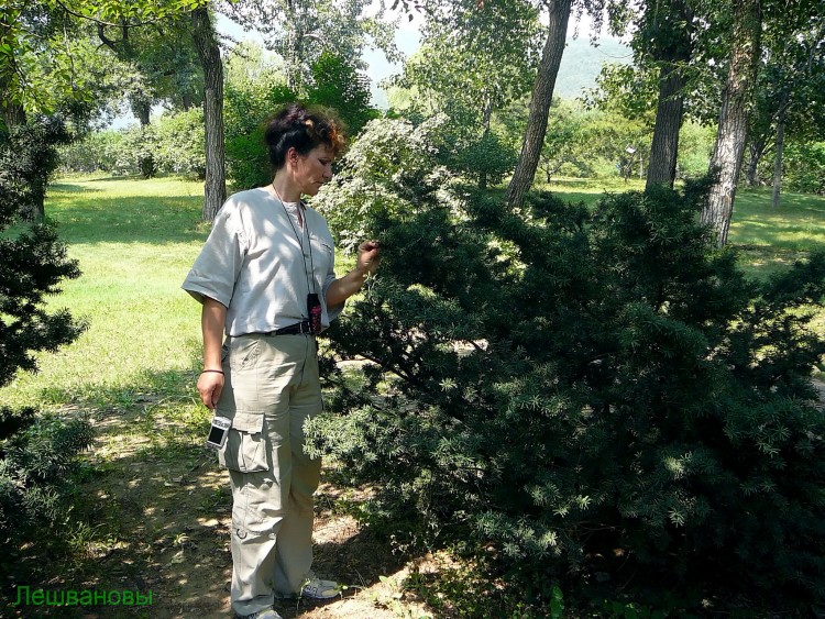 2007 год Китай Пекин Botanical Garden Ботанический сад - 18  2007.06.21 Ботанический сад 196.JPG