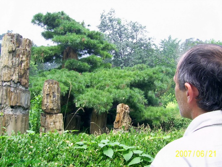 2007 год Китай Пекин Botanical Garden Ботанический сад - 18  2007.06.21 Ботанический сад 227.JPG