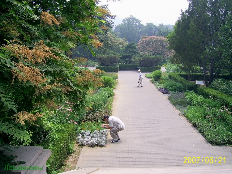 2007 год Китай Пекин Botanical Garden Ботанический сад - 18  2007.06.21 Ботанический сад 231.JPG