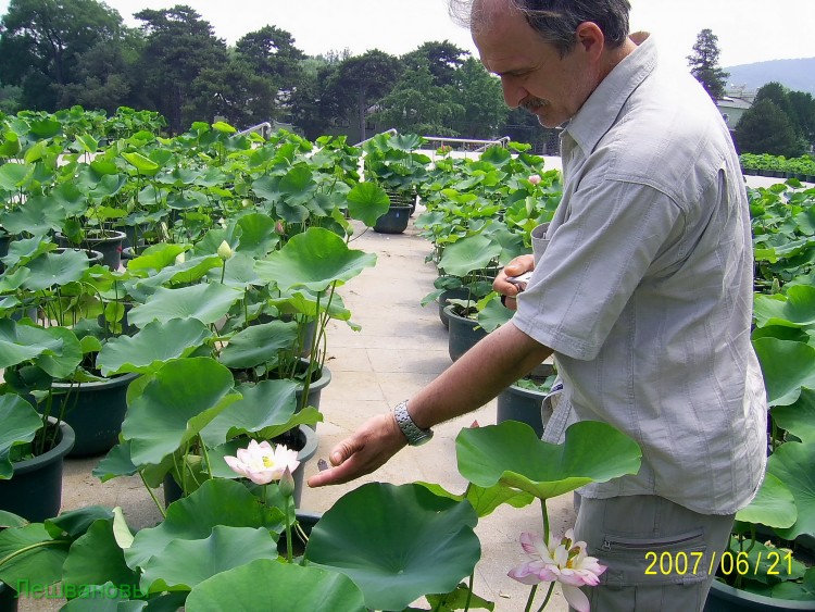 2007 год Китай Пекин Botanical Garden Ботанический сад - 18  2007.06.21 Ботанический сад 264.JPG