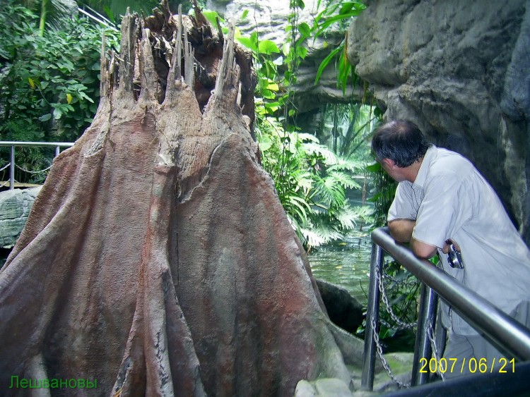 2007 год Китай Пекин Botanical Garden Ботанический сад - 18  2007.06.21 Ботанический сад 272.JPG