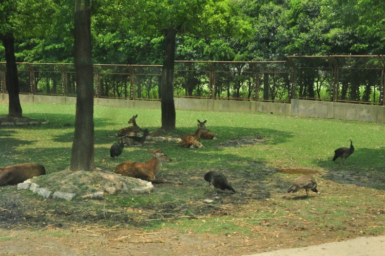 2010 год 04.08 Китай Шанхай Wild Animal Park Сафари и Панды - 08 2010 08.04 Китай Шанхай Саффари в Зоопарке 015.JPG