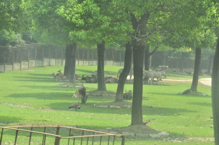 2010 год 04.08 Китай Шанхай Wild Animal Park Сафари и Панды - 08 2010 08.04 Китай Шанхай Саффари в Зоопарке 022.JPG