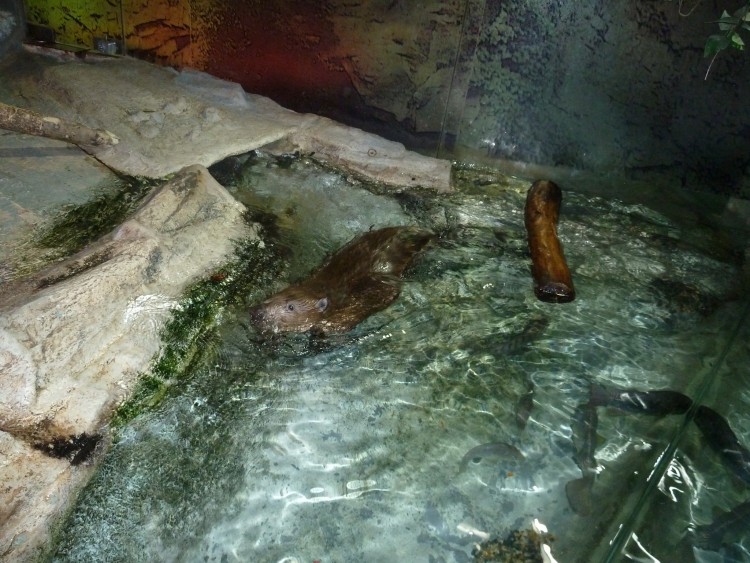 2011 год № 04 Южная Корея Сеул Coex Aquarium Аквариум - 05 11.05.29 Coex Aquarium Аквариум 081.JPG