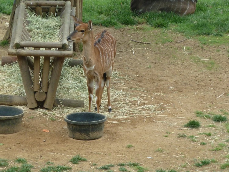 2011 год № 12 Южная Корея Сеул Seoul Zoo Сам ЗООпарк № 01 - 20 11.05.31 Seoul Zoo Зоопарк ЧАСТЬ 1 043.JPG