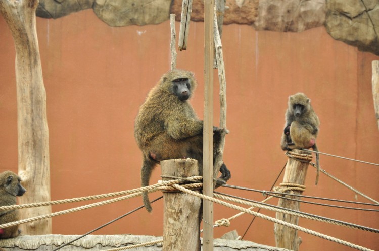 2011 год № 12 Южная Корея Сеул Seoul Zoo Сам ЗООпарк № 01 - 20 11.05.31 Seoul Zoo Зоопарк ЧАСТЬ 1 057.JPG