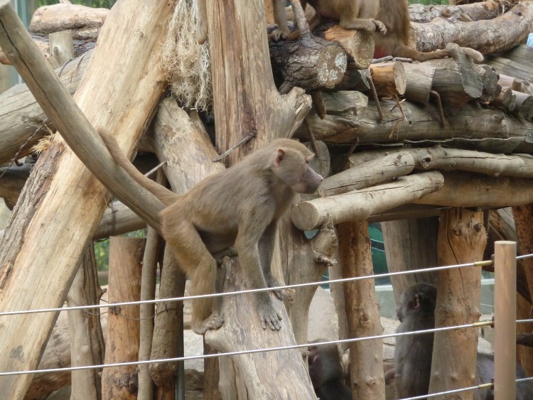 2011 год № 12 Южная Корея Сеул Seoul Zoo Сам ЗООпарк № 01 - 20 11.05.31 Seoul Zoo Зоопарк ЧАСТЬ 1 058.JPG