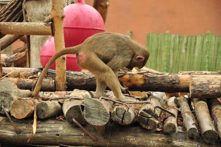 2011 год № 12 Южная Корея Сеул Seoul Zoo Сам ЗООпарк № 01 - 20 11.05.31 Seoul Zoo Зоопарк ЧАСТЬ 1 071.JPG