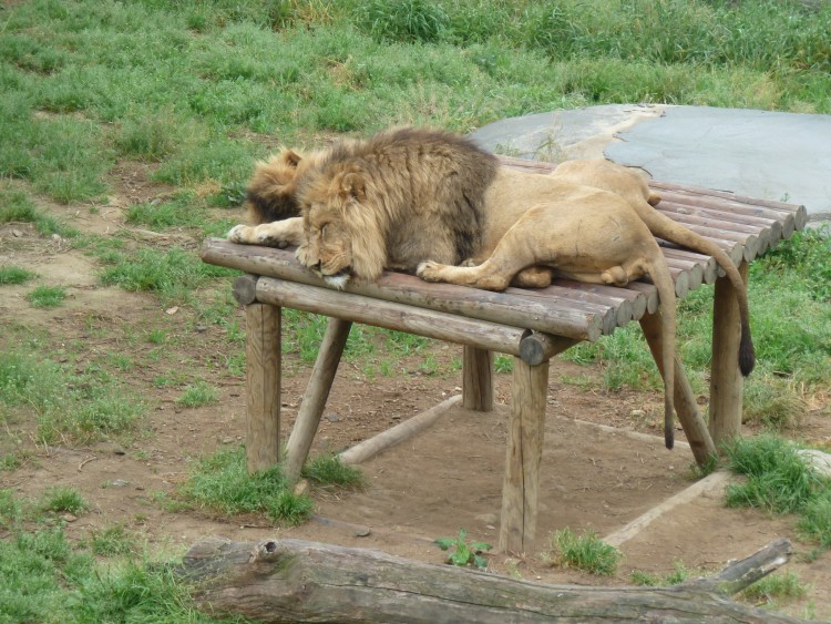 2011 год № 12 Южная Корея Сеул Seoul Zoo Сам ЗООпарк № 01 - 20 11.05.31 Seoul Zoo Зоопарк ЧАСТЬ 1 080.JPG