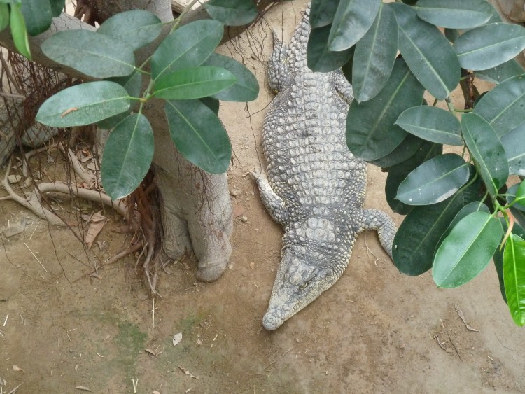 2011 год № 12 Южная Корея Сеул Seoul Zoo Сам ЗООпарк № 01 - 22 11.05.31 Seoul Zoo Зоопарк ЧАСТЬ 2 040.JPG