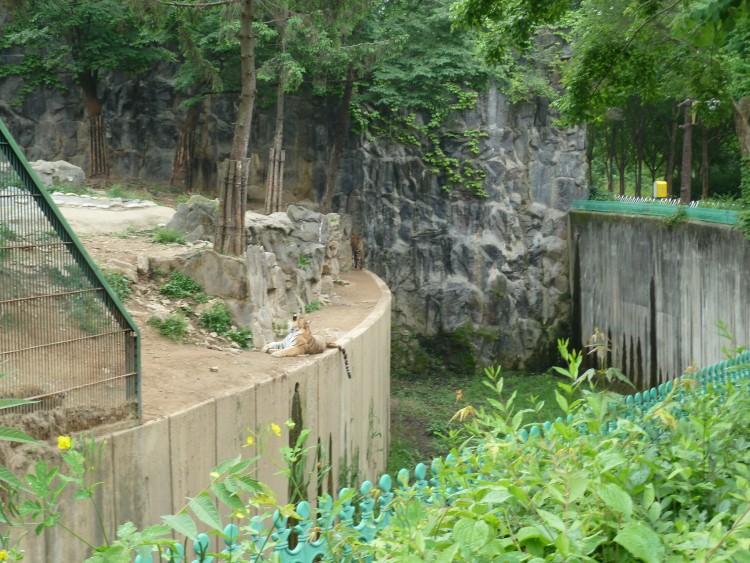 2011 год № 12 Южная Корея Сеул Seoul Zoo Сам ЗООпарк № 01 - 22 11.05.31 Seoul Zoo Зоопарк ЧАСТЬ 2 091.JPG