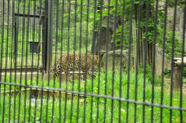 2011 год № 12 Южная Корея Сеул Seoul Zoo Сам ЗООпарк № 01 - 22 11.05.31 Seoul Zoo Зоопарк ЧАСТЬ 2 093.JPG