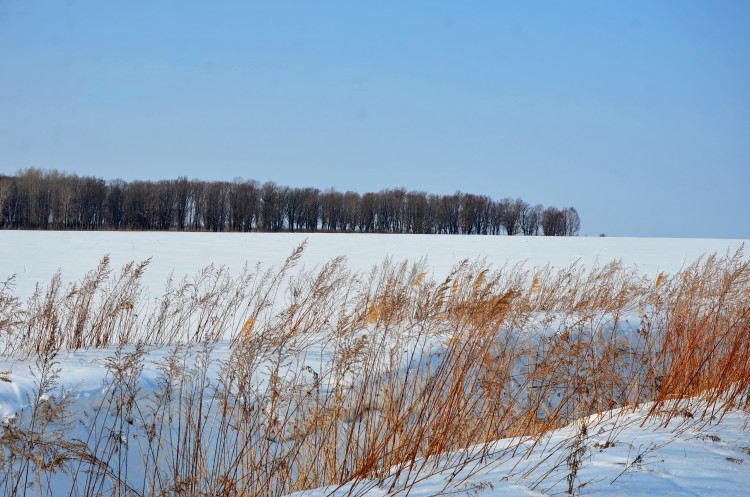 Эх. Зима 2019 - 2020 г.г. в самом разгаре и холодина - DSC_7729.JPG