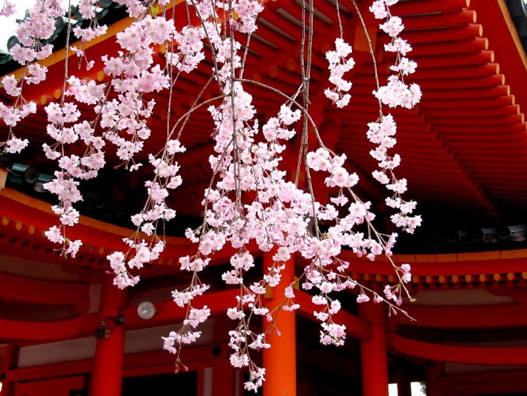 Королева красоты Востока - Сакура. Из сети. - Japan_637