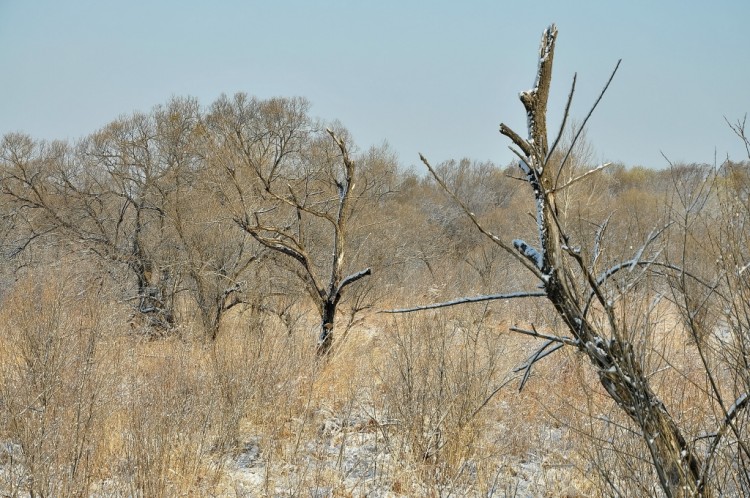 Лес - царь спокойствия, тишины и благодати № 03 - DSC_9946.JPG