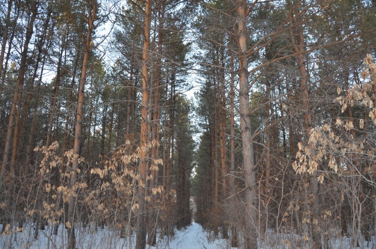 Лес - царь спокойствия, тишины и благодати № 04 - DSC_8299.JPG