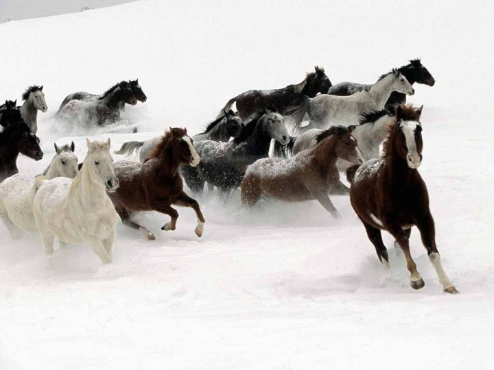 Лошади. Они такие красивые и гордые № 01 - horses-snow