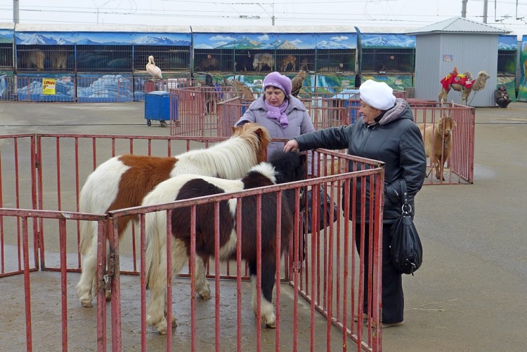 Московский передвижной зоопарк в г. Ессентуки - 3