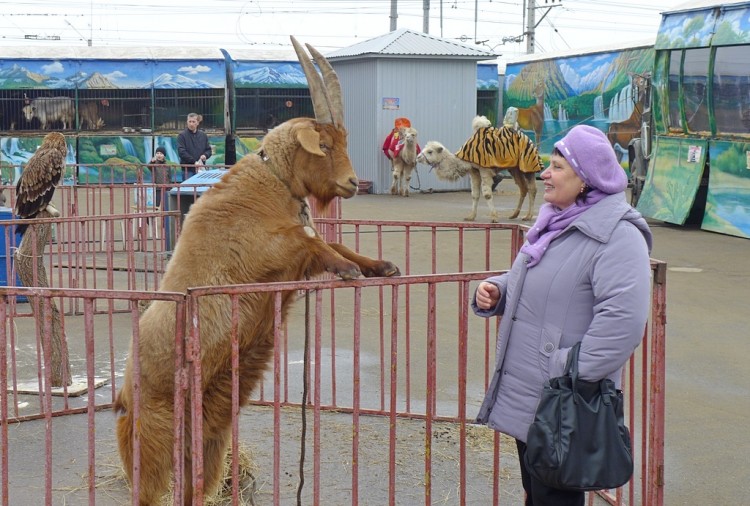 Московский передвижной зоопарк в г. Ессентуки - 4