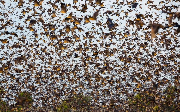 Мурмурация птиц (от англ. Murmuration) – «танец скворцов» - 5-samyh-porazitelnyh-javlenij-zhivotnogo-mira-3[1]