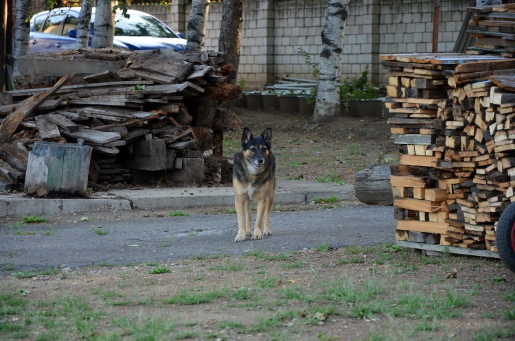 Настоящий друг никогда не подведет. Собака Дина № 02 - DSC_3333.JPG