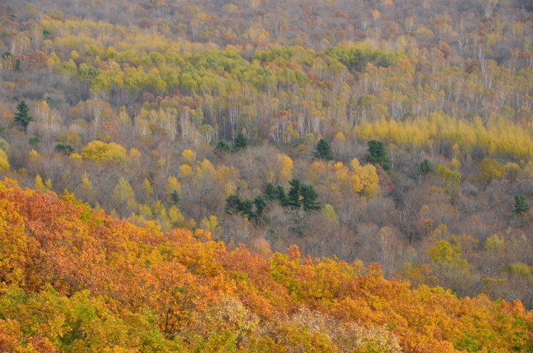 Осень Приморского края. 2013 год - DSC_8089.JPG