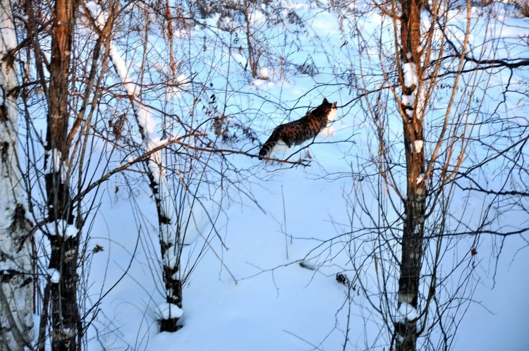 Посленовогодние покатушки по долам Приморья - DSC_3861.JPG