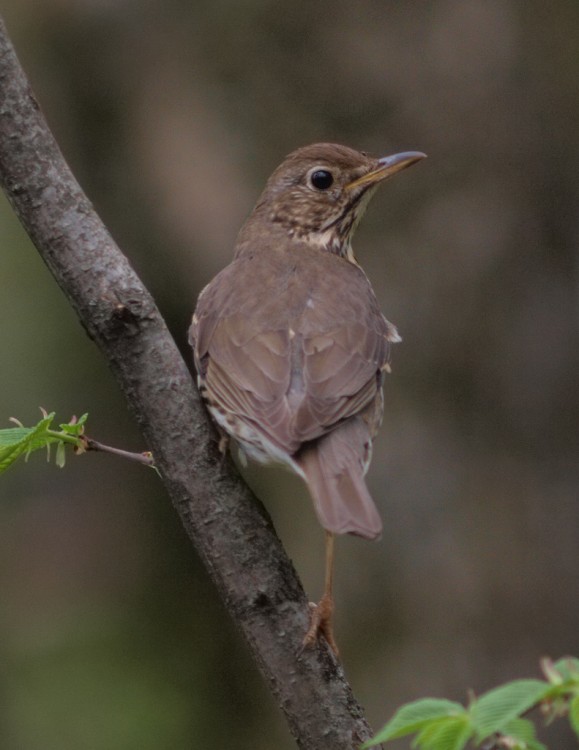 Природа Кавказа глазами биолога Андрэаса № 02 - Дрозд певчий (Turdus philomelos).JPG