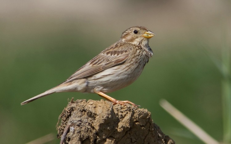 Природа Кавказа глазами биолога Андрэаса № 02 - Овсянка просянка (Emberiza calandra)